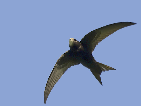 Tervapääsky, Common Swift, Apus apus